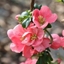 Picture of Chaenomeles × superba Pink Lady