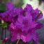 Picture of Rhododendron Blue Danube