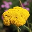 Picture of Achillea filipendulina Cloth of Gold