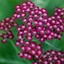 Picture of Achillea Summerwine