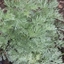 Picture of Artemisia Powis Castle