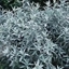 Picture of Artemisia ludoviciana Silver Queen