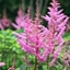 Picture of Astilbe Bressingham Beauty (× arendsii)