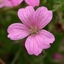 Picture of Geranium × oxonianum Wargrave Pink