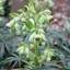 Picture of Helleborus foetidus