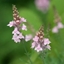 Picture of Linaria purpurea Canon Went