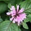 Picture of Monarda Beauty of Cobham