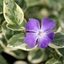 Picture of Vinca major Variegata