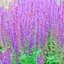 Picture of Salvia nemorosa Ostfriesland