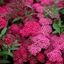 Picture of Spiraea japonica Anthony Waterer