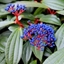 Picture of Viburnum davidii