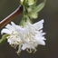 Picture of Lonicera × purpusii Winter Beauty