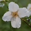 Picture of Philadelphus Belle Etoile