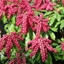Picture of Pieris japonica Valley Valentine