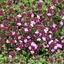 Picture of Thymus Coccineus Group