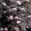 Picture of Sambucus nigra f. porphyrophylla 'Eva' (PBR)
