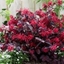 Picture of Loropetalum chinense var. rubrum Fire Dance