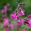 Picture of Silene dioica