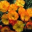 Picture of Eschscholzia californica Mission Bells