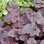 Picture of Heuchera Plum Pudding (PBR)
