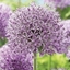 Picture of Allium Gladiator