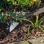 Picture of DeWit swan neck hoe