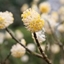 Picture of Edgeworthia chrysantha