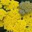 Picture of Achillea Moonshine