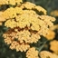 Picture of Achillea Terracotta