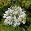 Picture of Agapanthus Windsor Grey