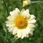 Picture of Anthemis tinctoria Sauce Hollandaise