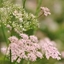 Picture of Pimpinella major Rosea