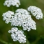 Picture of Achillea millefolium