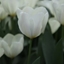 Picture of Tulipa Purissima