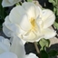 Picture of Tulipa Mount Tacoma