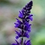 Picture of Salvia × sylvestris Viola Klose