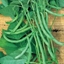 Picture of climbing French bean Blue Lake