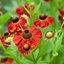 Picture of Helenium Moerheim Beauty