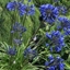 Picture of Agapanthus Midnight Star