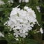Picture of Phlox paniculata Mount Fuji