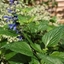 Picture of Salvia guaranitica Black and Blue