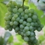 Picture of grape Pinot Blanc