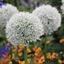 Picture of Allium stipitatum Mount Everest