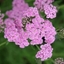 Picture of Achillea millefolium Lilac Beauty