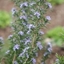 Picture of Rosmarinus officinalis Miss Jessopp's Upright