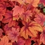 Picture of × Heucherella Sweet Tea (PBR)