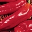 Picture of sweet pepper Long Red Marconi