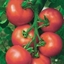 Picture of tomato Alicante
