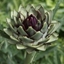 Picture of artichoke Romanesco