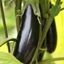 Picture of aubergine Moneymaker F1
